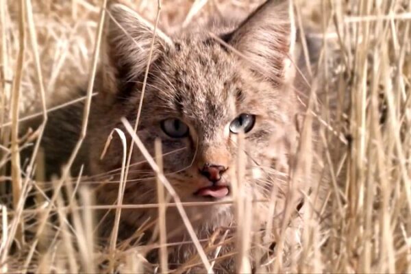 Meet China’s Young Wildlife Guardians in Qilian Mountains 🏔️🐆 Meet_China_s_Young_Wildlife_Guardians_in_Qilian_Mountains____ video poster