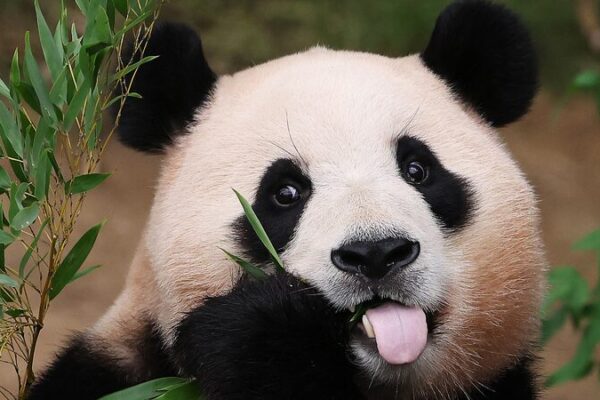 Meet Fu Bao: The Celebrity Panda Returns to Sichuan! ๐ผโจ Meet_Fu_Bao__The_Celebrity_Panda_Returns_to_Sichuan____