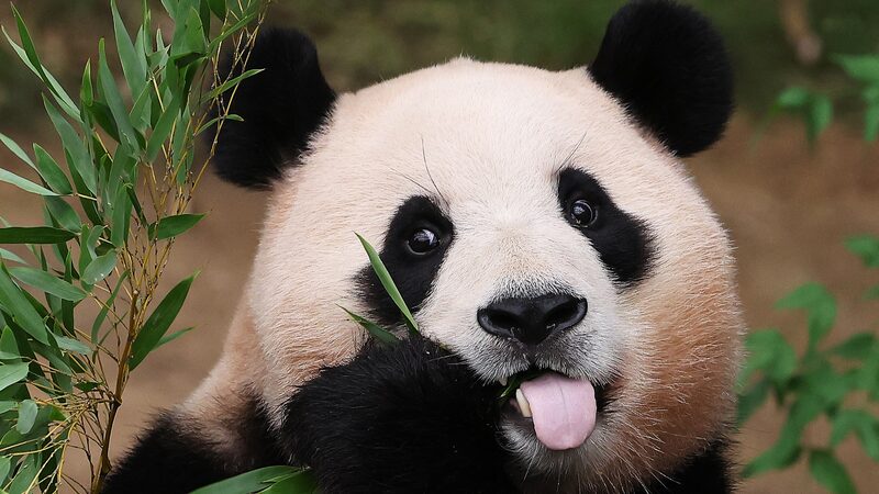 Meet_Fu_Bao__The_Celebrity_Panda_Returns_to_Sichuan____