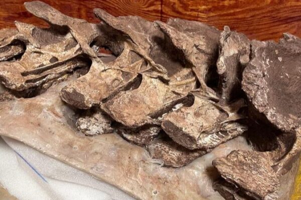 ๐๐ฆ Meet Gandititan: China’s New Dinosaur Star Shakes Up Paleontology! ___Meet_Gandititan__China_s_New_Dinosaur_Star_Shakes_Up_Paleontology_