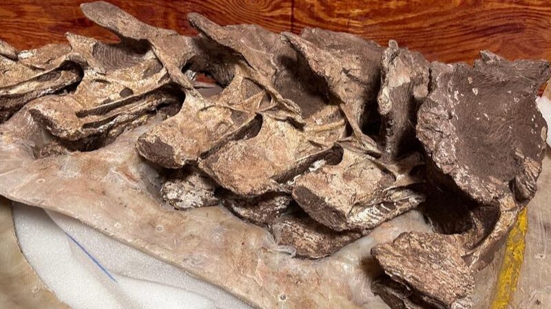 Meet_Gandititan__China_s_New_Dinosaur_Star_Shakes_Up_Paleontology_ - 🌍NewspaperAmigo – Your Global News Buddy 🗞️ ___Meet_Gandititan__China_s_New_Dinosaur_Star_Shakes_Up_Paleontology_