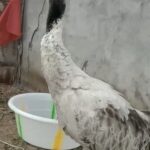 Meet_Kunga__Tibetan_Herder_s_Wildlife_Haven_in_China_s__Valley_of_Big_Cats____ video poster