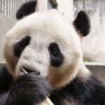 Meet_Lanzhou_s_Newest_Stars__Four_Giant_Pandas_Debut_in_China___