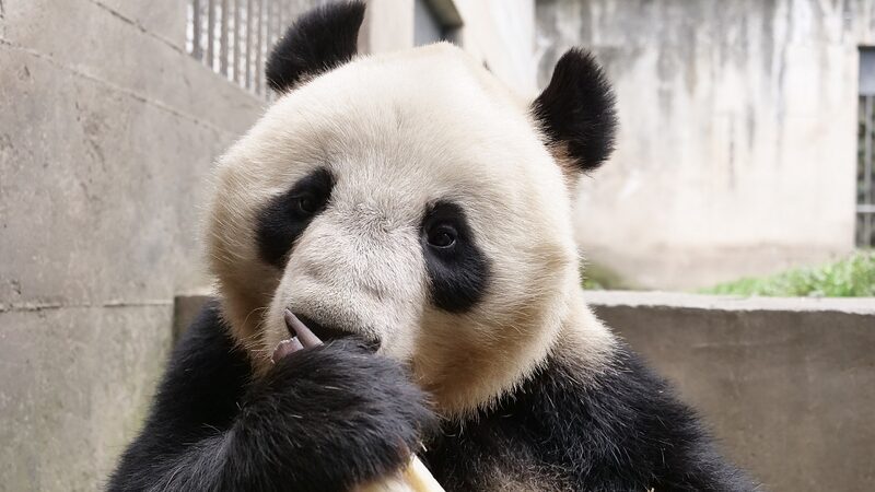 Meet_Lanzhou_s_Newest_Stars__Four_Giant_Pandas_Debut_in_China___