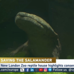 Meet_Professor_Lew__The_Cereal_Box_Salamander_Saving_Her_Species___ video poster