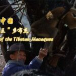 Meet_Tobgye__The_Guardian_of_Tibet_s_5_000_Macaques___ video poster
