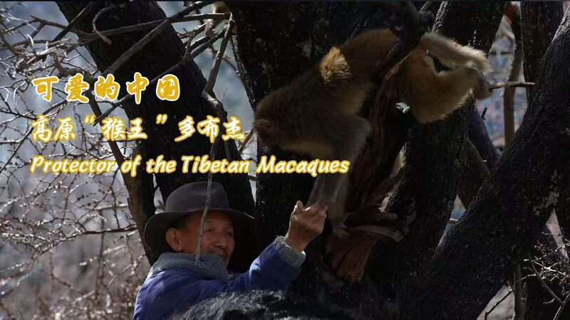 Meet_Tobgye__The_Guardian_of_Tibet_s_5_000_Macaques____poster - 🌍NewspaperAmigo – Your Global News Buddy 🗞️ Meet_Tobgye__The_Guardian_of_Tibet_s_5_000_Macaques___ video poster