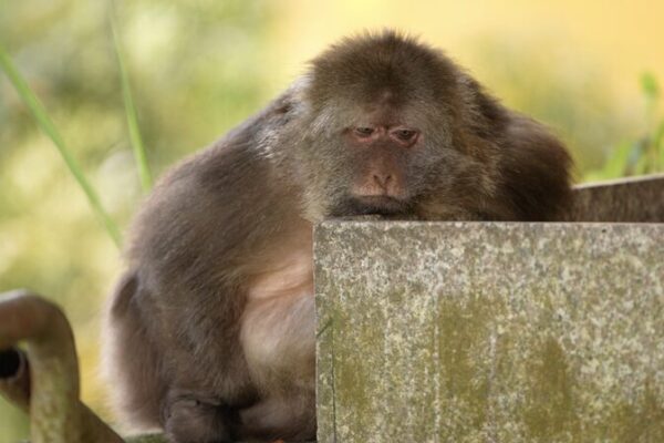 Meet Xing Xing: The One-Armed Monkey Monk of China’s Temple 🐒✨ Meet_Xing_Xing__The_One_Armed_Monkey_Monk_of_China_s_Temple___