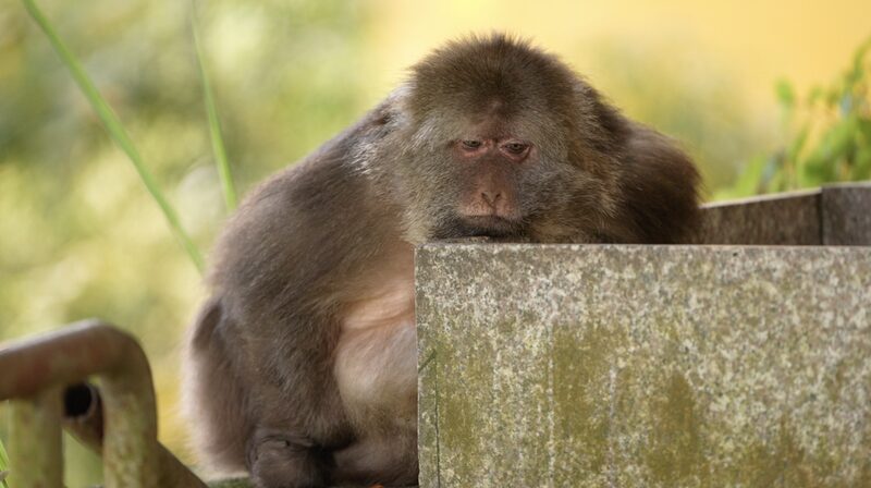Meet_Xing_Xing__The_One_Armed_Monkey_Monk_of_China_s_Temple___