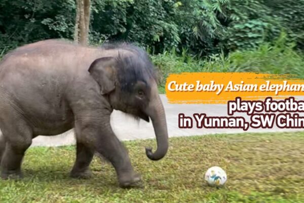 Meet_the_Soccer_Star_of_Yunnan___ video poster
