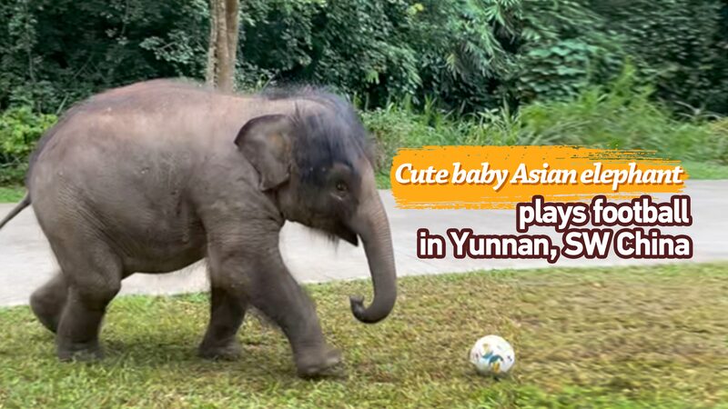 Meet_the_Soccer_Star_of_Yunnan____poster - 🌍NewspaperAmigo – Your Global News Buddy 🗞️ Meet_the_Soccer_Star_of_Yunnan___ video poster