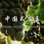 __Meet_the_Winemaker_Crafting_China_s_First_Ever__Chateau__in_the_Helan_Mountains_ video poster