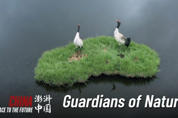 Meet the Young Guardians Protecting Qilian’s Rare Wildlife 🐆🌿 Meet_the_Young_Guardians_Protecting_Qilian_s_Rare_Wildlife___ video poster