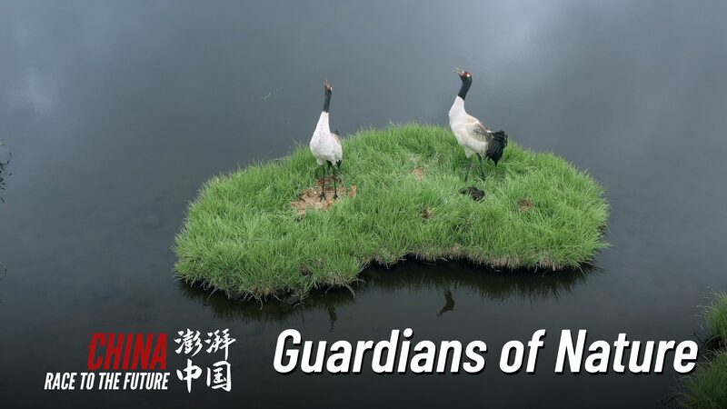 Meet_the_Young_Guardians_Protecting_Qilian_s_Rare_Wildlife____poster - 🌍NewspaperAmigo – Your Global News Buddy 🗞️ Meet_the_Young_Guardians_Protecting_Qilian_s_Rare_Wildlife___ video poster