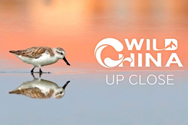 Meet the ‘Little Spoon’ Bird Migrating Through East China 🌾🐦 Meet_the__Little_Spoon__Bird_Migrating_Through_East_China___ video poster
