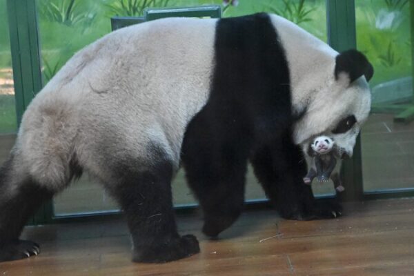 Meng Meng’s Miracle: Panda Triplet Welcomes Adorable Cub 🌟🐼 Meng_Meng_s_Miracle__Panda_Triplet_Welcomes_Adorable_Cub___ video poster