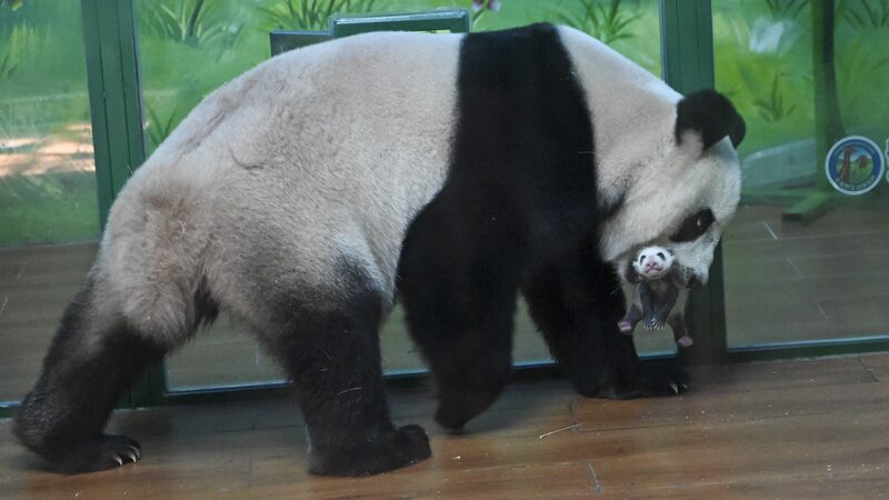 Meng_Meng_s_Miracle__Panda_Triplet_Welcomes_Adorable_Cub____poster - 🌍NewspaperAmigo – Your Global News Buddy 🗞️ Meng_Meng_s_Miracle__Panda_Triplet_Welcomes_Adorable_Cub___ video poster