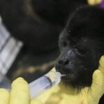 Mexico_Heat_Wave_Kills_Over_200_Rare_Howler_Monkeys____