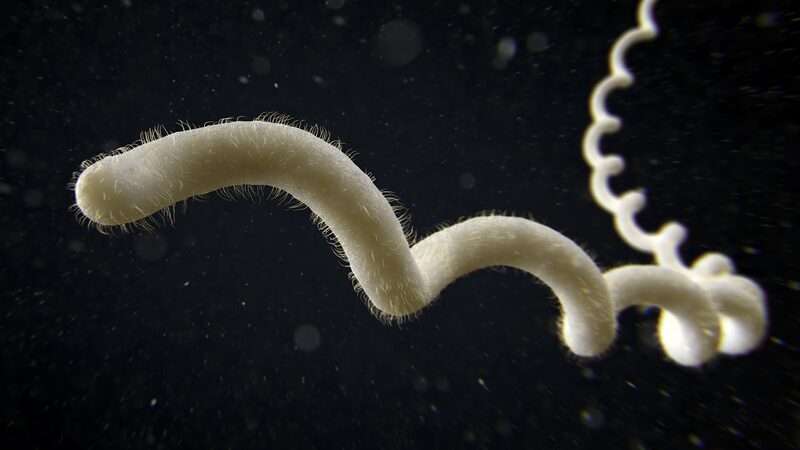 Mice_in_NZ_Linked_to_Silent_Spread_of_Leptospirosis____