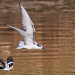 Migratory_Birds_Create_Stunning_Scene_at_China_s_Diezi_Lake___