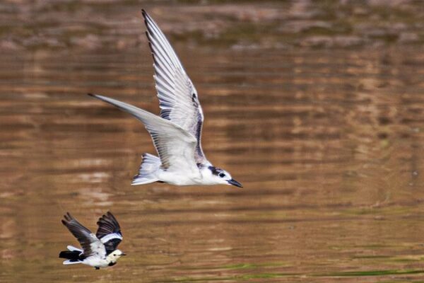 Migratory Birds Create Stunning Scene at China’s Diezi Lake 🦢🌍 Migratory_Birds_Create_Stunning_Scene_at_China_s_Diezi_Lake___