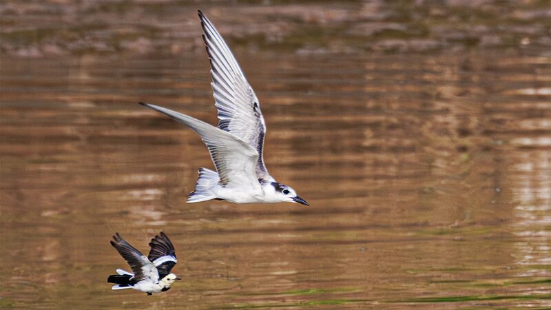 Migratory_Birds_Create_Stunning_Scene_at_China_s_Diezi_Lake___