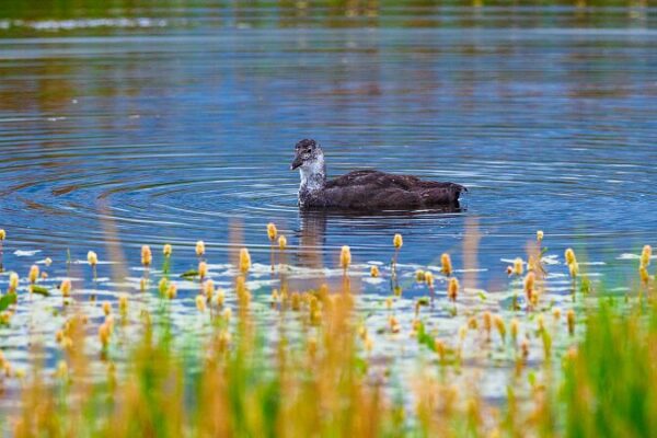 Migratory Birds Thrive at Gahai Lake Wetland 🌿🦢 Migratory_Birds_Thrive_at_Gahai_Lake_Wetland___ video poster