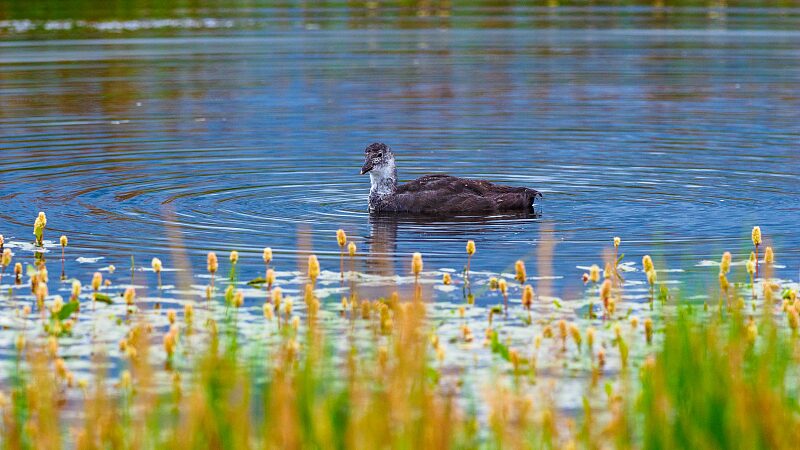 Migratory_Birds_Thrive_at_Gahai_Lake_Wetland____poster - 🌍NewspaperAmigo – Your Global News Buddy 🗞️ Migratory_Birds_Thrive_at_Gahai_Lake_Wetland___ video poster