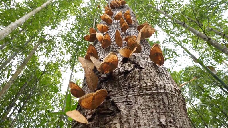 Millions_of_Butterflies_Flock_Early_to_Yunnan_s_Valley_Amid_Warmer_Climate_poster - 🌍NewspaperAmigo – Your Global News Buddy 🗞️ ____Millions_of_Butterflies_Flock_Early_to_Yunnan_s_Valley_Amid_Warmer_Climate video poster