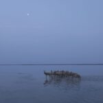 Milu_Deer_Make_a_Comeback_in_Jiangsu___ video poster