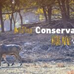 Milu_s_Comeback__How_Passion_Saved_China_s__Four_Dissimilarities____ video poster