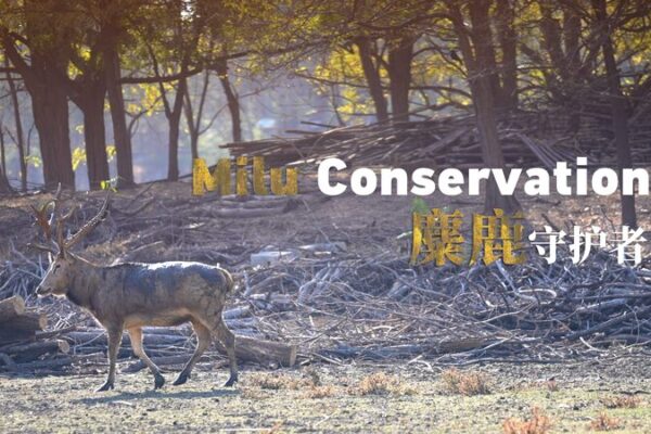 Milu’s Comeback: How Passion Saved China’s ‘Four Dissimilarities’ 🦌🌍 Milu_s_Comeback__How_Passion_Saved_China_s__Four_Dissimilarities____ video poster