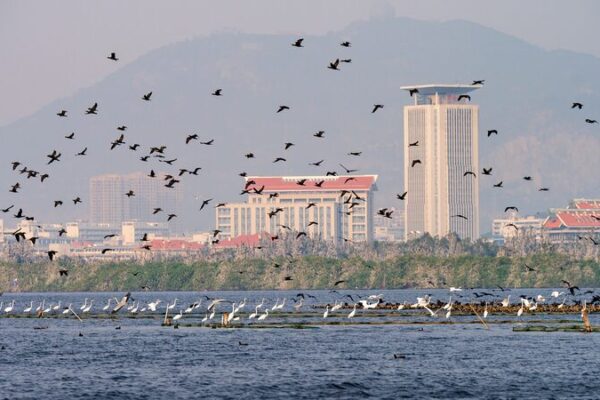 Mingxi County: A Birdwatcher’s Paradise 🦜🌿 Mingxi_County__A_Birdwatcher_s_Paradise___ video poster
