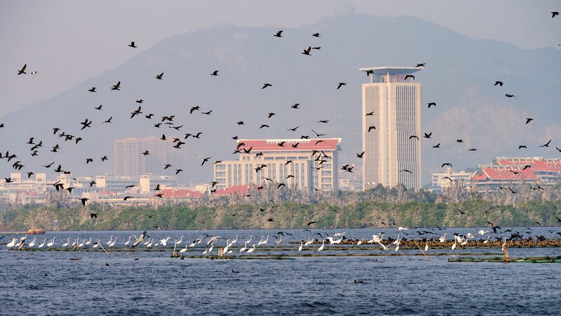 Mingxi_County__A_Birdwatcher_s_Paradise____poster - 🌍NewspaperAmigo – Your Global News Buddy 🗞️ Mingxi_County__A_Birdwatcher_s_Paradise___ video poster