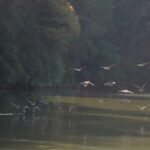 Mingxi_County__A_Birdwatcher_s_Paradise_in_Fujian___ video poster