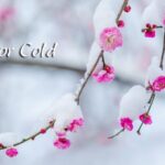 ____Minor_Cold__Winter_s_Chill_Meets_Spring_s_Promise