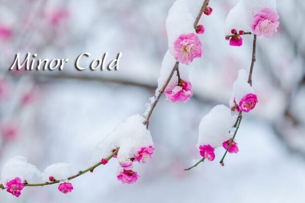 ❄️🌱 Minor Cold: Winter’s Chill Meets Spring’s Promise ____Minor_Cold__Winter_s_Chill_Meets_Spring_s_Promise