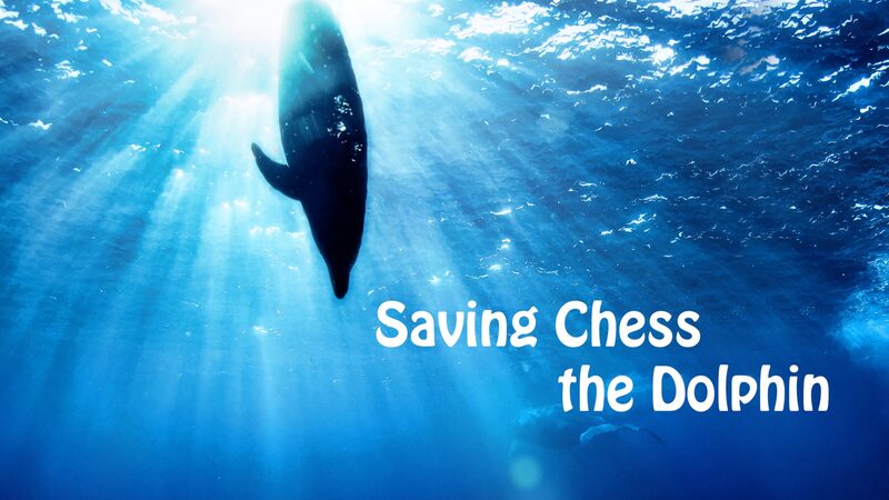 Miracle Dolphin Chess Returns to Sea After 11-Month Rescue 🐬💙 Miracle_Dolphin_Chess_Returns_to_Sea_After_11_Month_Rescue___ video poster