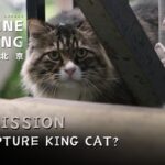 Mission_Meow__Beijing_s_Cat_Capture_Drama___ video poster