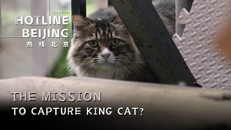 Mission_Meow__Beijing_s_Cat_Capture_Drama____poster - 🌍NewspaperAmigo – Your Global News Buddy 🗞️ Mission_Meow__Beijing_s_Cat_Capture_Drama___ video poster