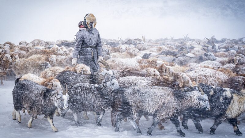 Mongolia_Faces_Devastating_Winter__Over_600k_Livestock_Lost_to_Dzud____ - 🌍NewspaperAmigo – Your Global News Buddy 🗞️ Mongolia_Faces_Devastating_Winter__Over_600k_Livestock_Lost_to_Dzud____