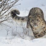 Mongolia_Rallies_to_Protect_Snow_Leopards___