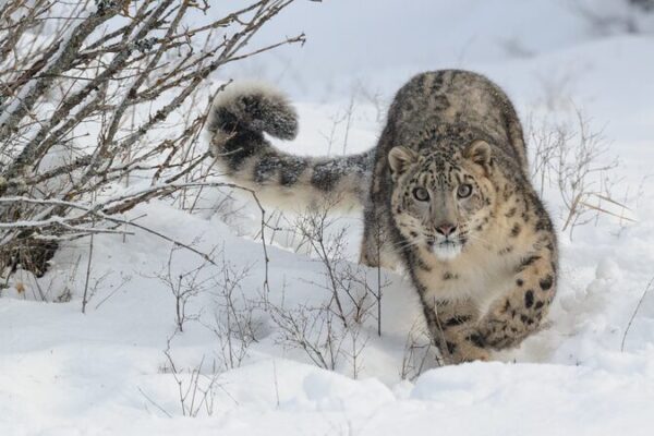 Mongolia_Rallies_to_Protect_Snow_Leopards___