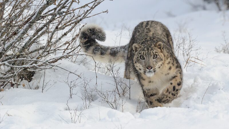 Mongolia_Rallies_to_Protect_Snow_Leopards___ - 🌍NewspaperAmigo – Your Global News Buddy 🗞️ Mongolia_Rallies_to_Protect_Snow_Leopards___