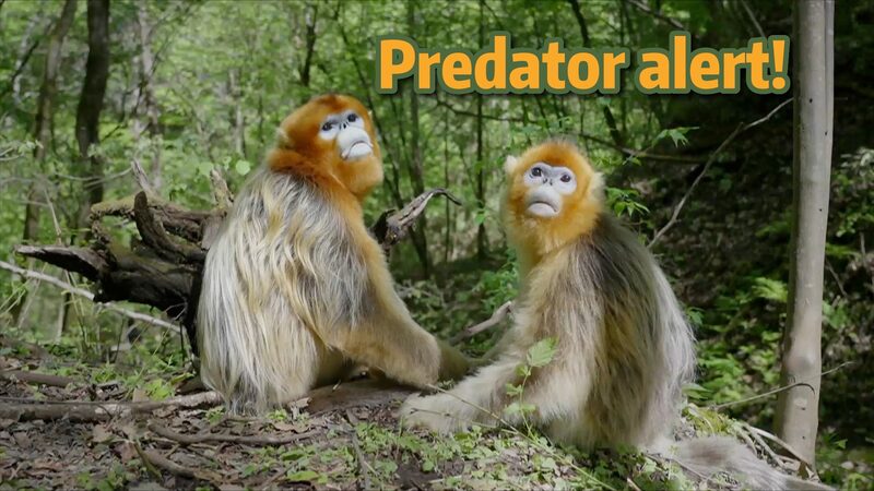 Monkey_Alert__How_Snub_Nosed_Primates_Outsmart_Predators____poster - 🌍NewspaperAmigo – Your Global News Buddy 🗞️ Monkey_Alert__How_Snub_Nosed_Primates_Outsmart_Predators___ video poster