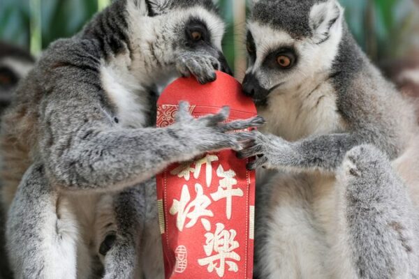 Monkeys Go Bananas for Lunar New Year Red Envelopes 🐒🧧 Monkeys_Go_Bananas_for_Lunar_New_Year_Red_Envelopes___