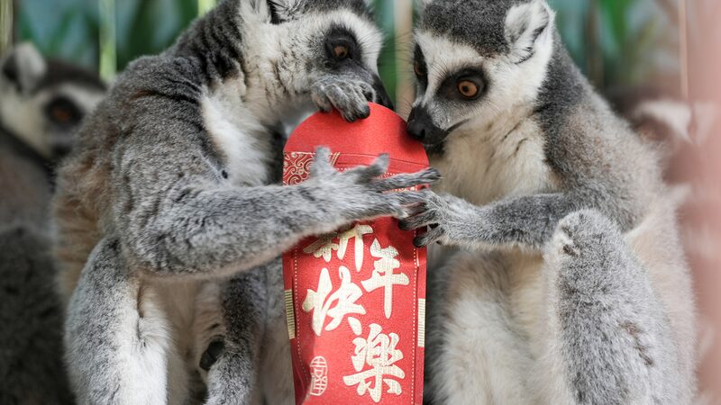 Monkeys_Go_Bananas_for_Lunar_New_Year_Red_Envelopes___ - 🌍NewspaperAmigo – Your Global News Buddy 🗞️ Monkeys_Go_Bananas_for_Lunar_New_Year_Red_Envelopes___