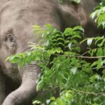 More_Asian_Elephants_Reintroduced_to_the_Wild_in_Yunnan__Chinese_Mainland