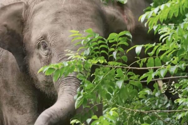More Asian Elephants Reintroduced to the Wild in Yunnan, Chinese Mainland More_Asian_Elephants_Reintroduced_to_the_Wild_in_Yunnan__Chinese_Mainland