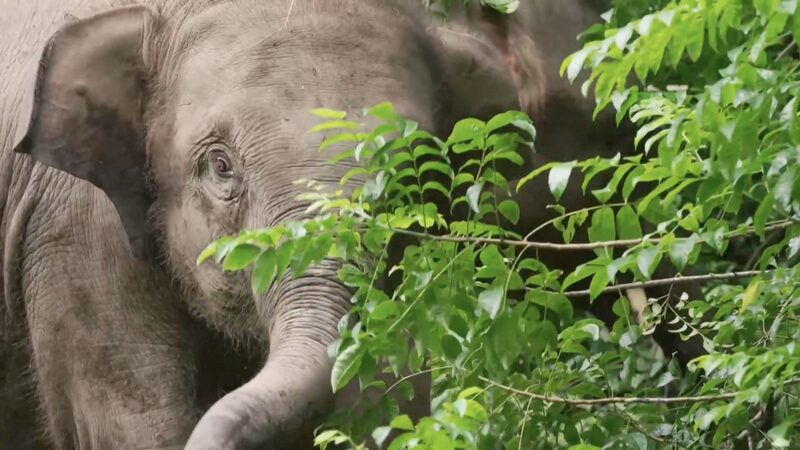 More_Asian_Elephants_Reintroduced_to_the_Wild_in_Yunnan__Chinese_Mainland - 🌍NewspaperAmigo – Your Global News Buddy 🗞️ More_Asian_Elephants_Reintroduced_to_the_Wild_in_Yunnan__Chinese_Mainland